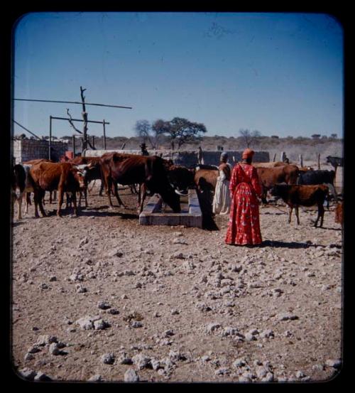 Two women wearing Ohorokova dresses, standing next to cattle at a trough