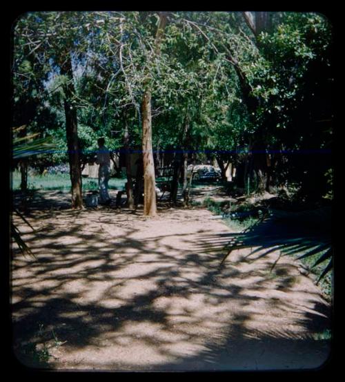 View of Brian Ensilin's house through trees