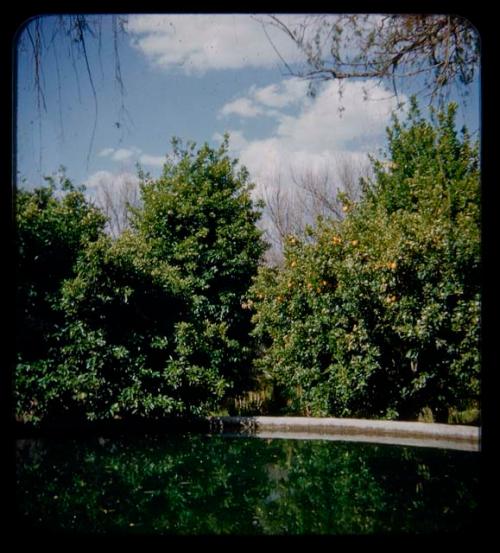Pool, with an orchard in the background