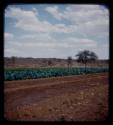 Vegetable garden