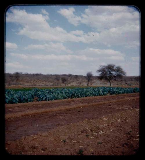 Vegetable garden