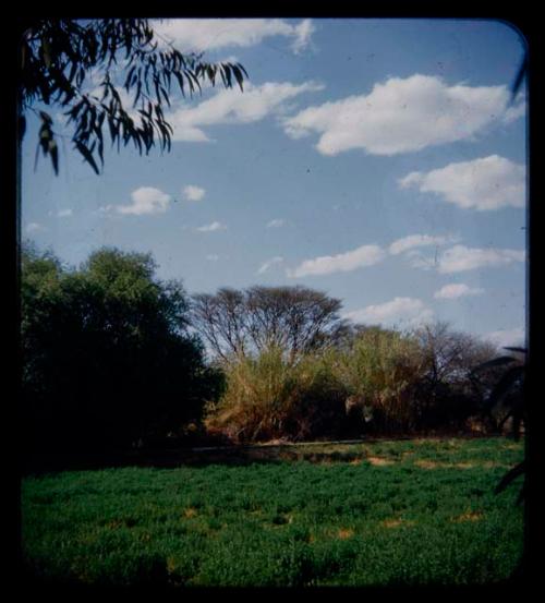 Vegetable garden