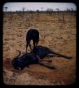 Man bending over a dead wildebeest on a pan