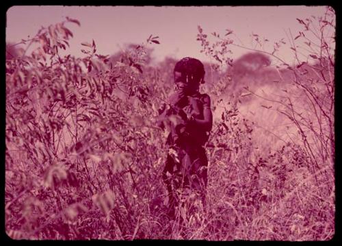 N!ai picking Grewia berries