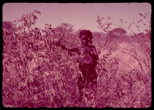 N!ai picking Grewia berries