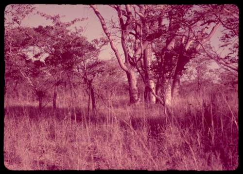 Trees in the mangetti forest