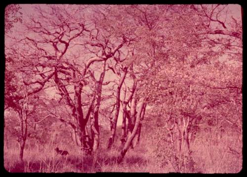 People gathering nuts under mangetti trees, distant view