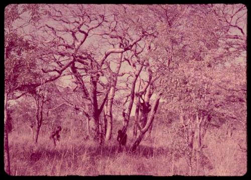 People gathering nuts under mangetti trees, distant view