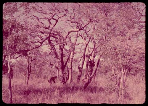 People gathering nuts under mangetti trees, distant view