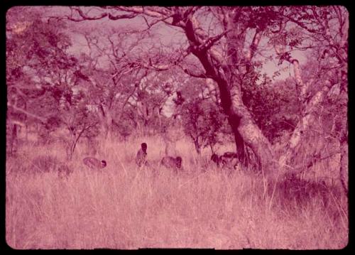 People gathering nuts under mangetti trees