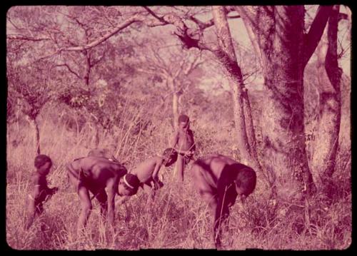 Boys carrying bags, gathering nuts under mangetti trees