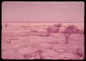 People walking in a line through the grass at the edge of a dry pan, distant view