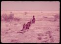 Band of people walking in a line through grass at the edge of a dry pan, view from behind