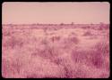 Person walking through brush, distant view