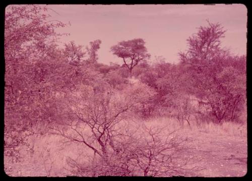 Two people standing between trees, distant view