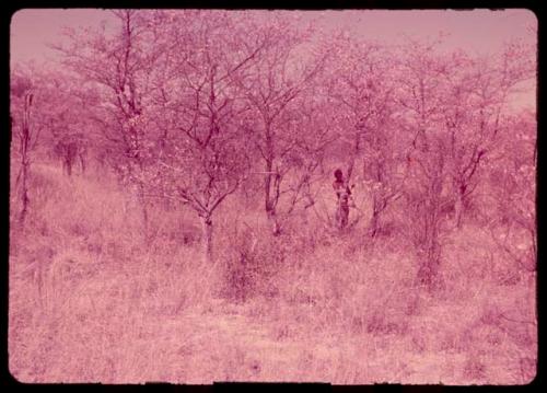 Person gathering wood, distant view