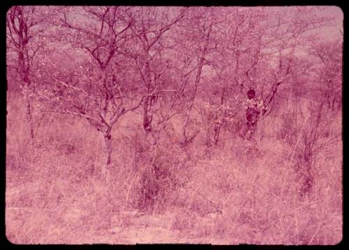 Person standing between trees in a wooded area