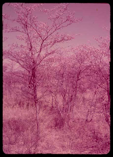 Trees in a wooded area