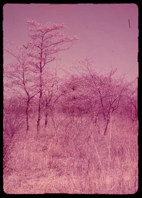 Trees in a wooded area