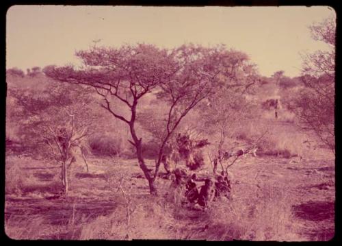 Group of people sitting under a bundle of grass hung in a tree for shade, with a rolled-up hide in a bush next to them