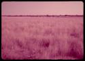 Herd of wildebeest in golden grass, distant view