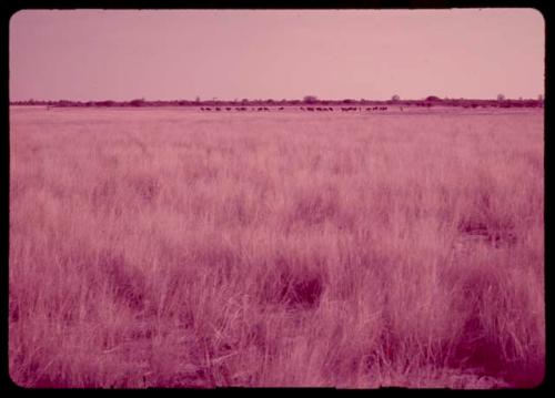 Herd of wildebeest in golden grass, distant view