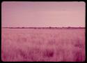 Herd of wildebeest in golden grass, distant view