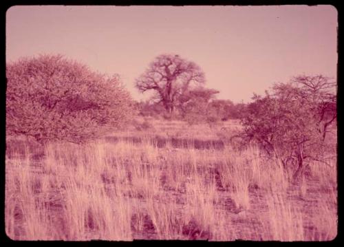 Acacia tree and thorn bush, with a baobab tree with no leaves in the background