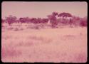 Landscape with golden grass, thorn tree, termite mound and brush