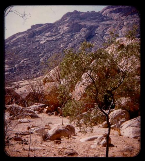 Tree and rocks at base of Brandberg Mountain