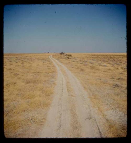 Track through grass