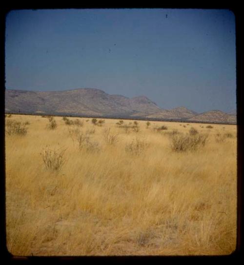 Landscape with grass and brush, mountains in the background