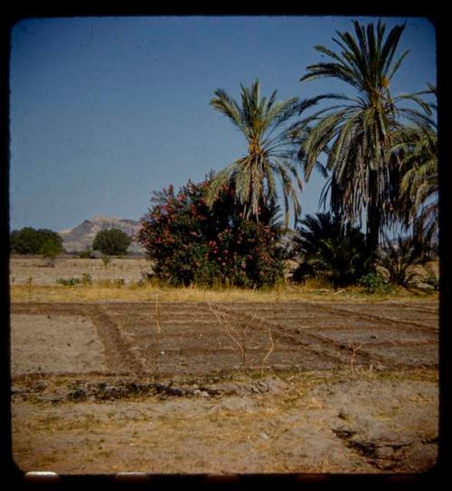 Field, with flowering bush and palms in the background