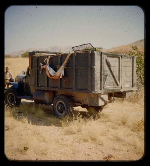 Dead springbok hung on the side of an expedition truck