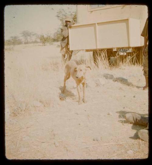 Man leaning against an expedition truck, with a dog standing in the foreground
