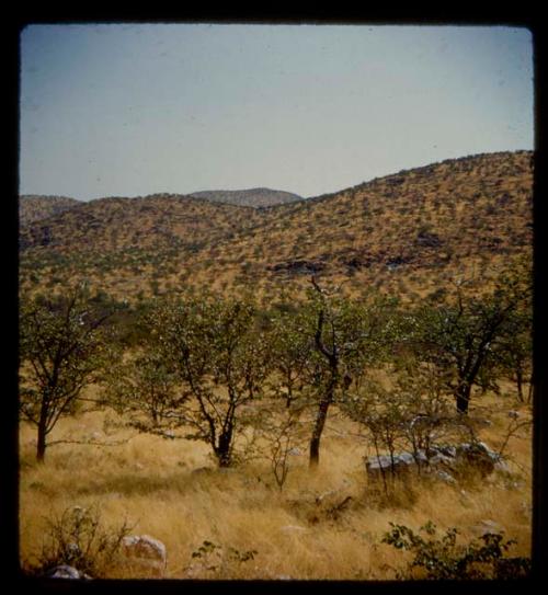 Landscape with grass, trees and hills