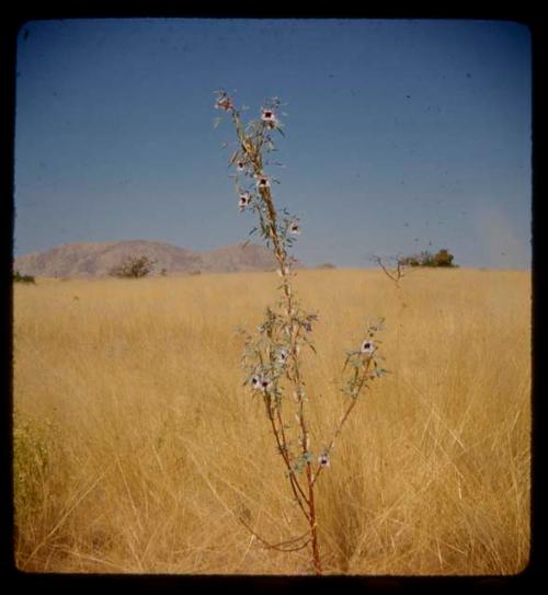 Flowering plant surrounded by grass, with hills in the distance