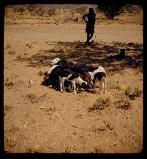 Man standing in the shade of a tree, with a group of goats near him