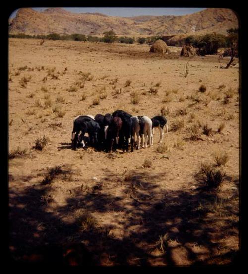 Group of goats, with huts in the distance