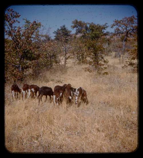 Group of goats, with trees in the background