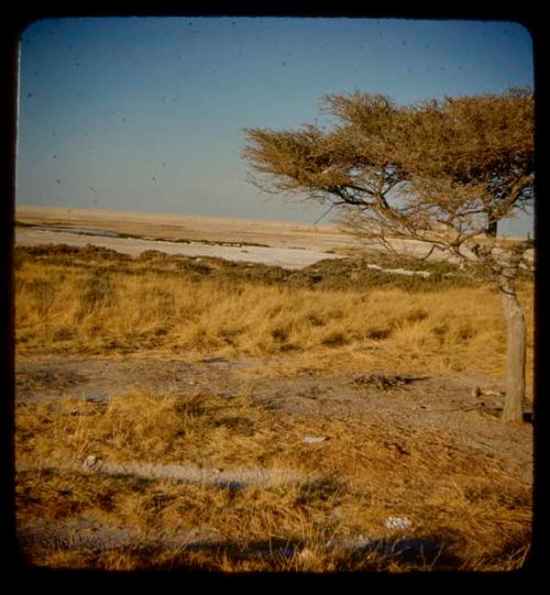 Etosha Pan, with animals in the distance