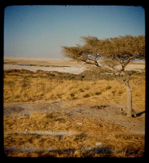 Etosha Pan, with animals in the distance