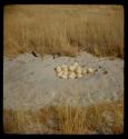 Ostrich eggs in a nest