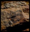 Weathered petroglyphs of an elephant and a rhino, close-up