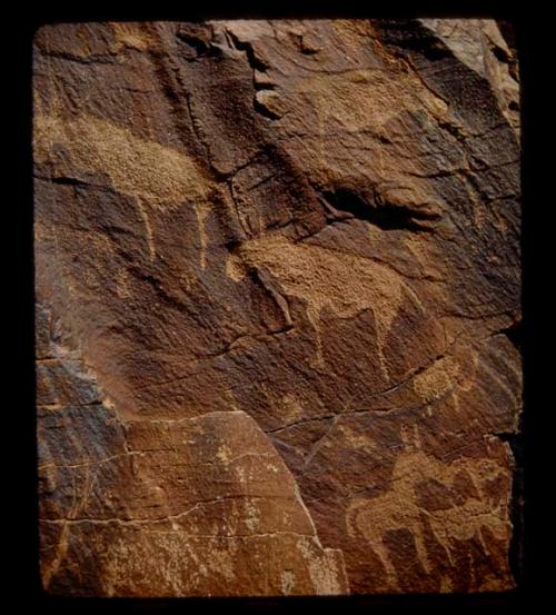 Petroglyphs of animals, including an eland and a horse