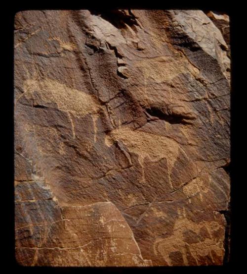 Petroglyphs of animals, including an eland and a horse, close-up