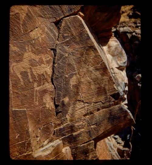 Petroglyphs of animals, including an eland and a horse