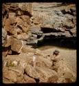 Laurence Marshall photographing petroglyphs