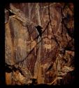 Petroglyphs of a rhino, elands and an animal skin