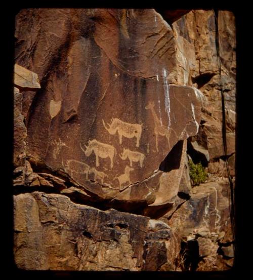 Petroglyphs of three rhinos and a giraffe, close-up